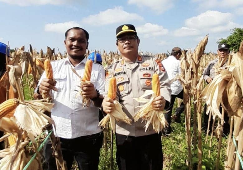 Sukseskan Program Presiden RI Swasembada Pangan, Sinergitas Kapolres Musi Rawas Didampingi Kapolsek Hendrawan Panen Jagung Bersama
